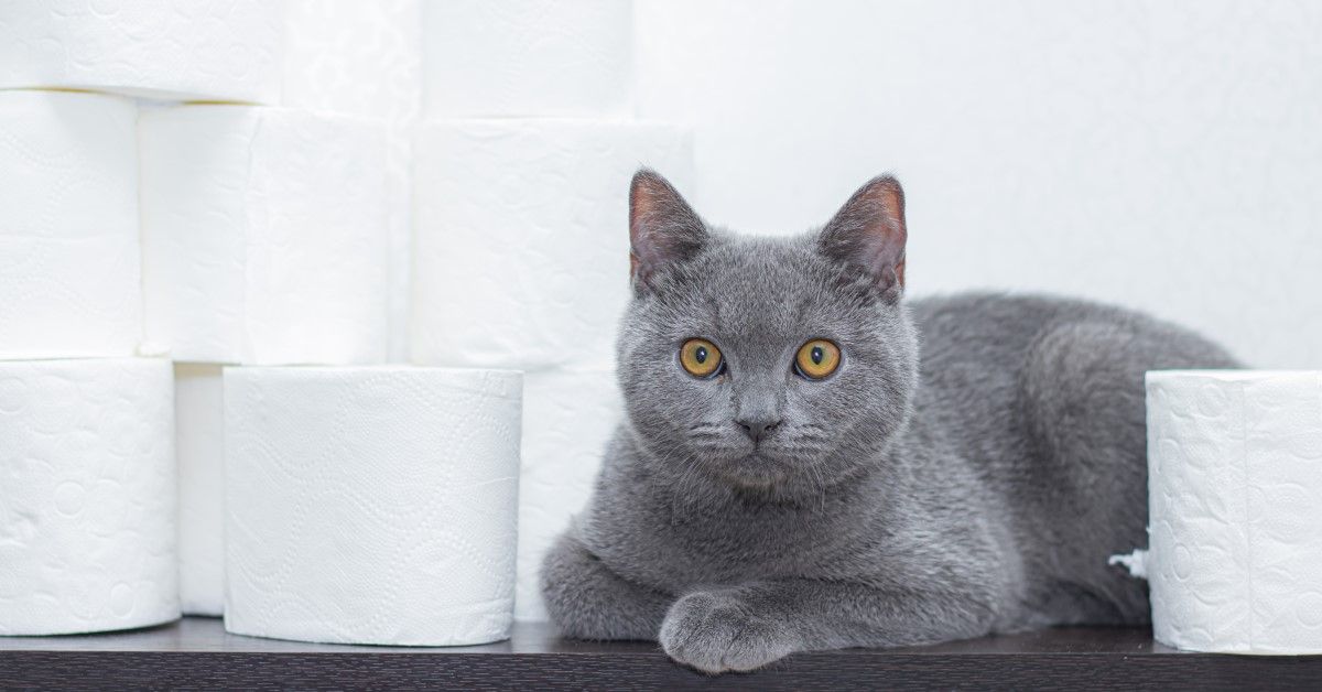 How To Train Your Cat To Use The Toilet of 2025 How To Train Your Cat To Use The Toilet of 2025