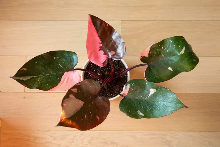 How to Grow and Care for Pink Princess Philodendron How to Grow and Care for Pink Princess Philodendron